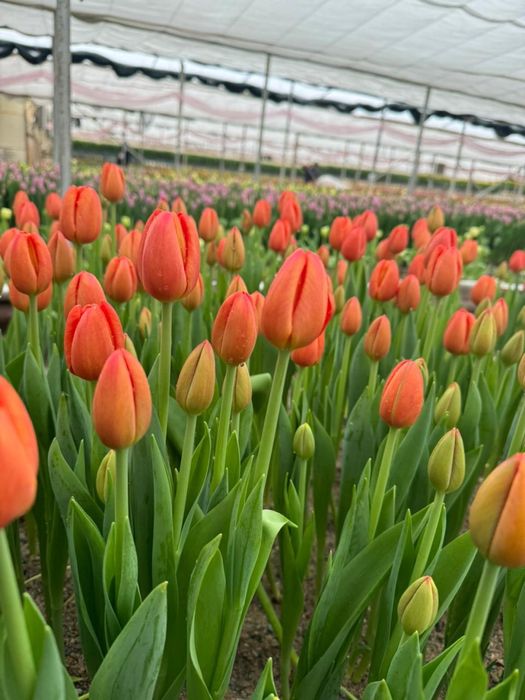 Тюльпаны по выгодней цене