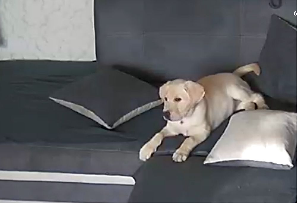 Лабрадор ретривър