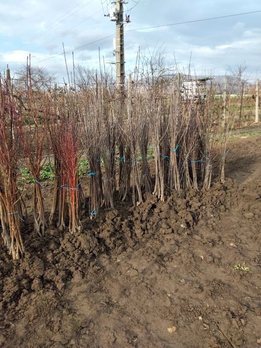 Pomi fructiferi de vânzare