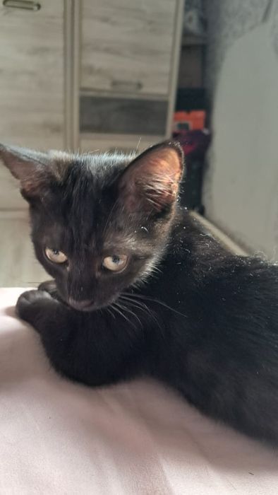 Котёнок девочка 3 месяца