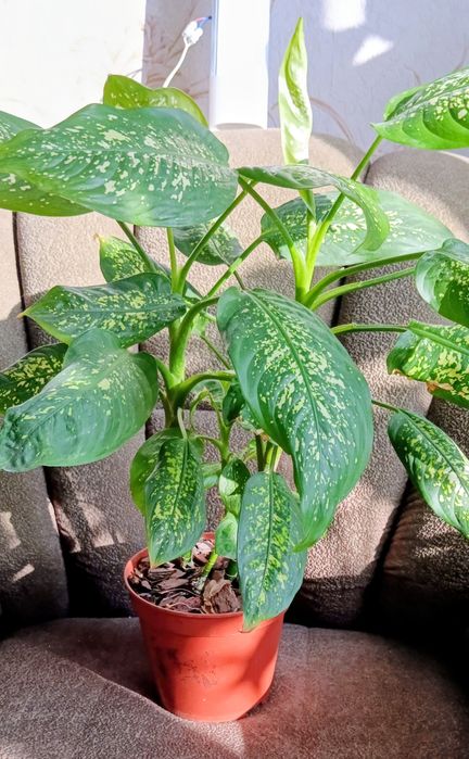 Бегония, диффенбахия