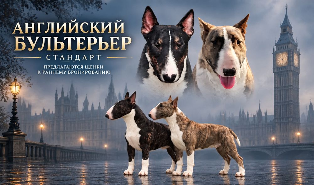Английский Бультерьер стандар