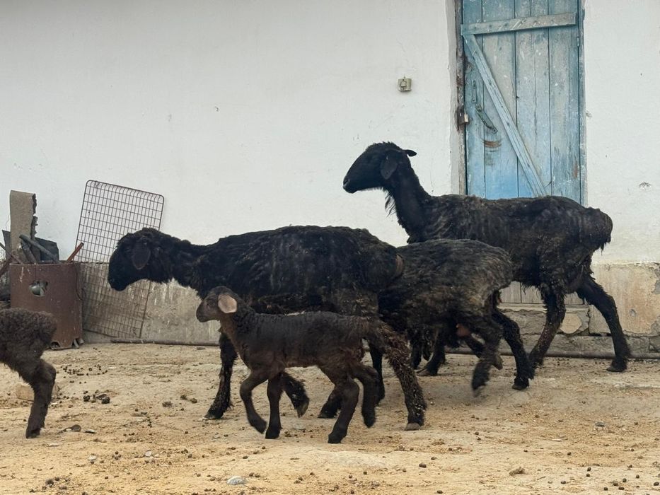 Қозылы кой сатылады.