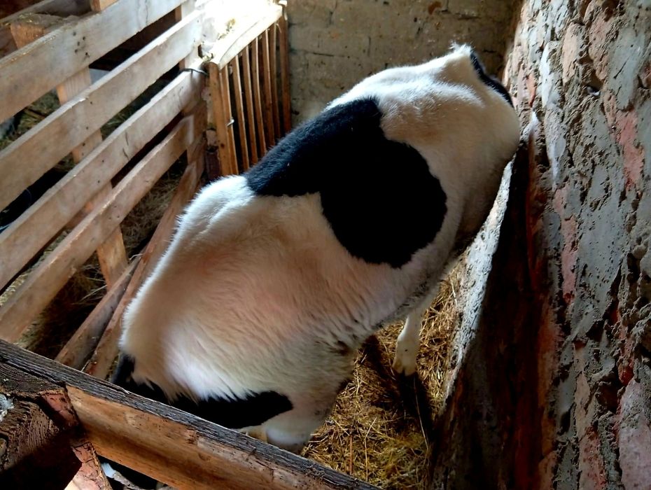 Vând vitea tânără