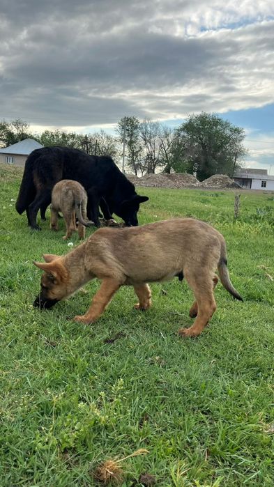 Бельгиски овчарка