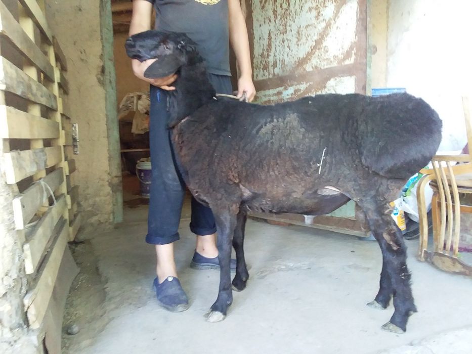 Qóchqor (баран) qoylar bor