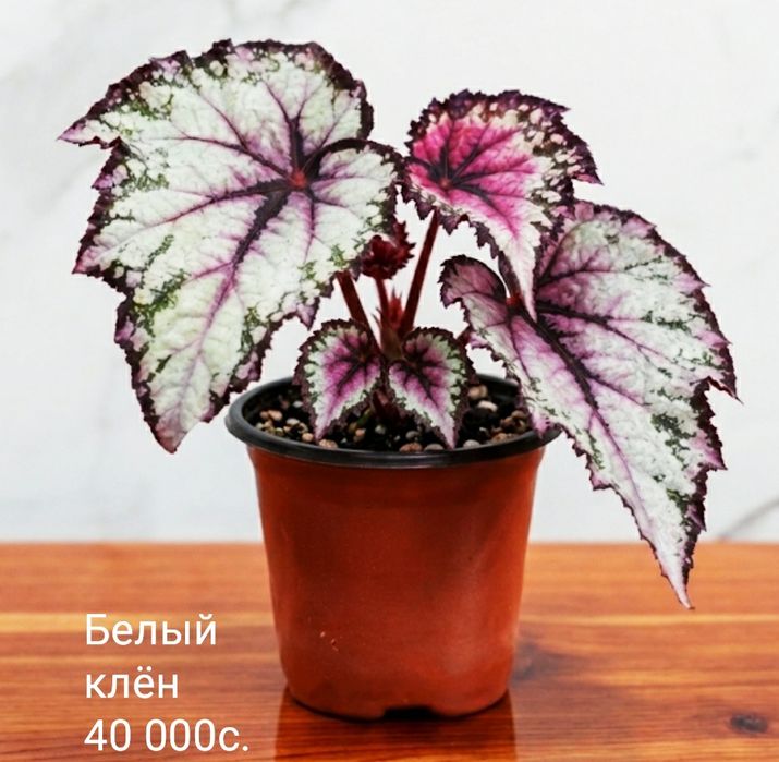 Молоденькие сортовые бегонии.