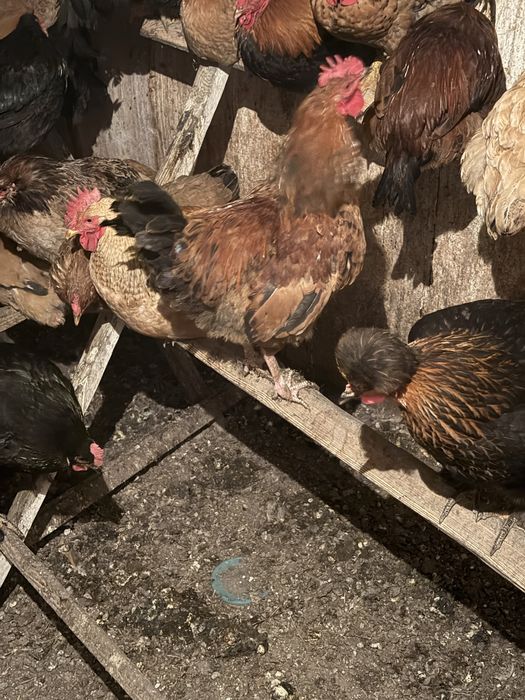 Продам курей петухов домашние