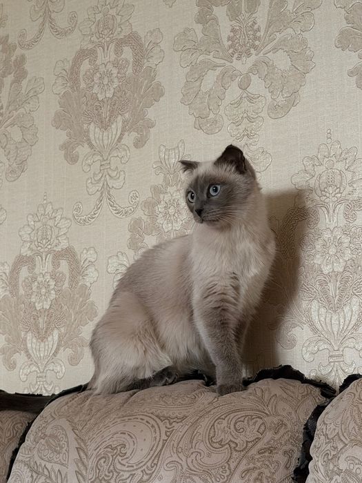 кошка смесь сиамки