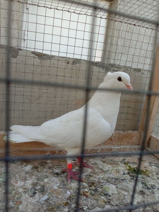 Каптарлар сотилади