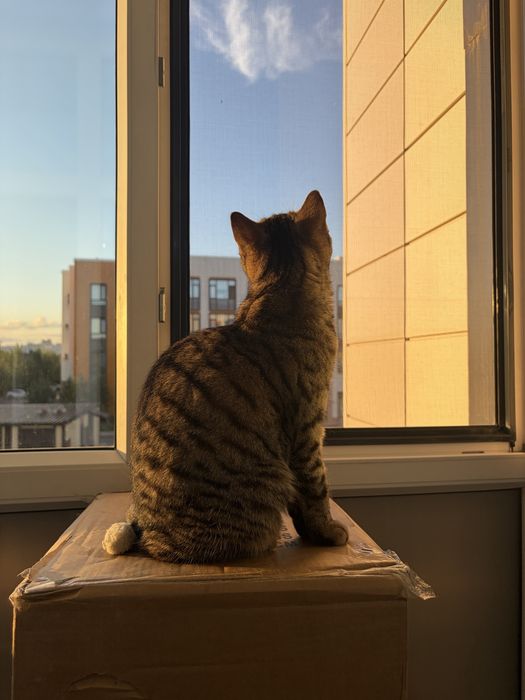 Отдам кошку в хорошие руки