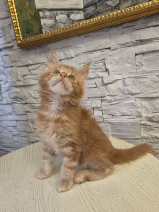 Котёнок  породы мейнкун