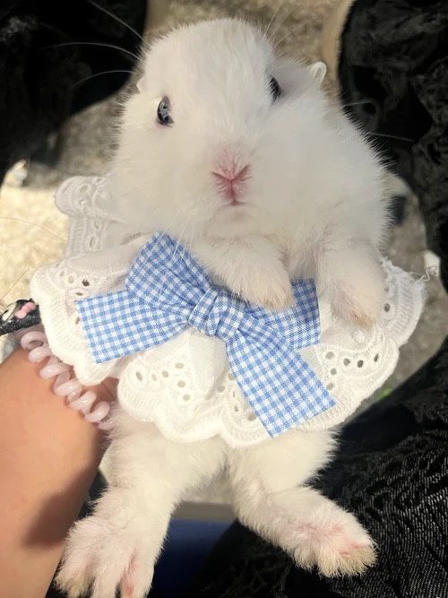 Bola ichidagi gaplarni aytadigan joy