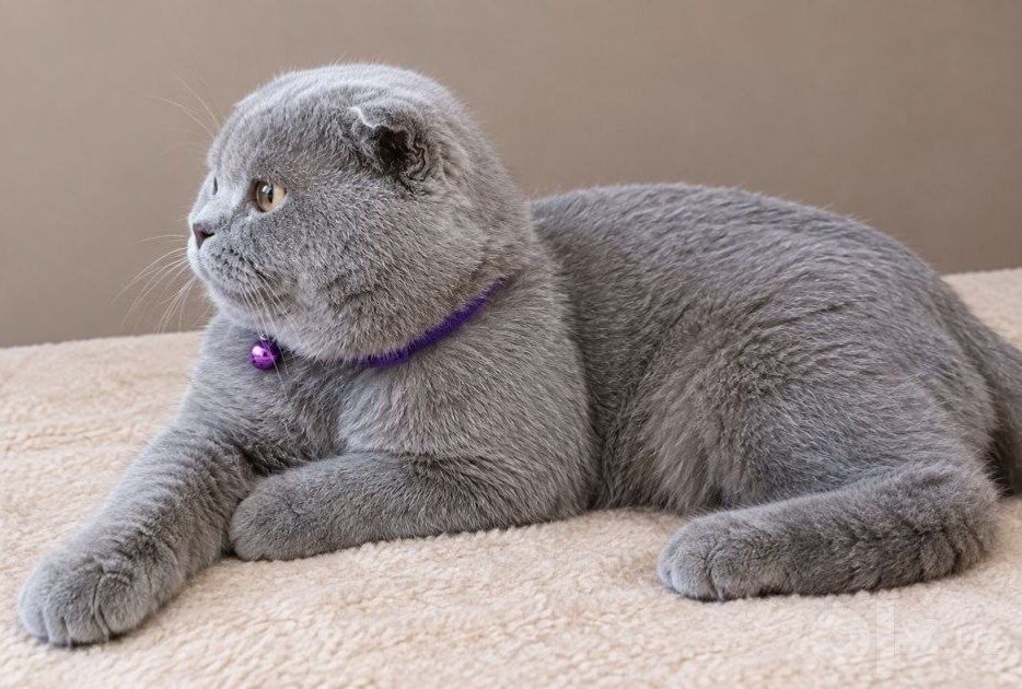 Выставляется кот на вязку