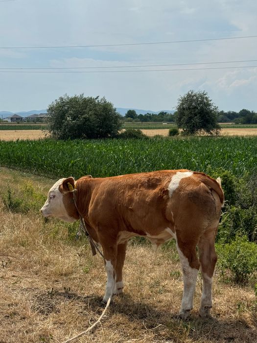 Viței rasa bălțata românească