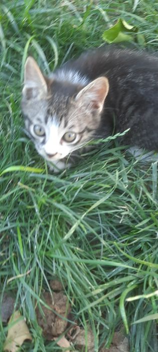 Бесплатно котята