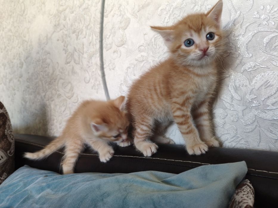 маленькие котята