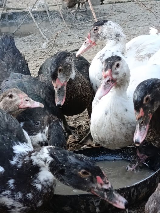 Үйрек сатылады бағасы 5К