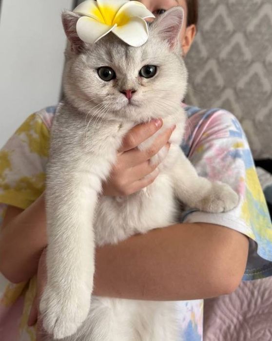 Продаю 8 месячного кота