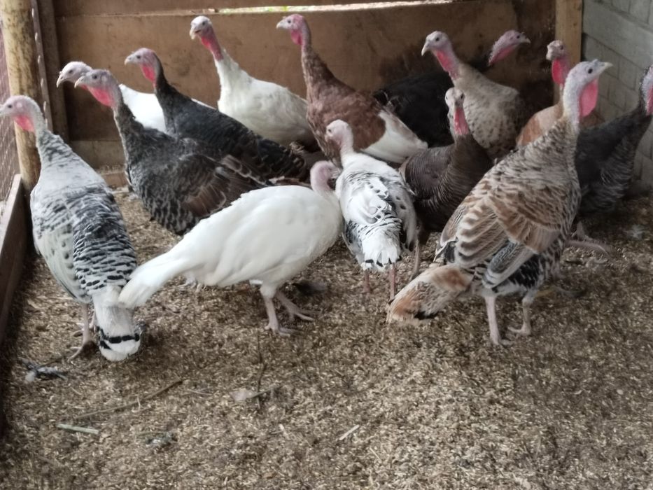 Продам индюков .