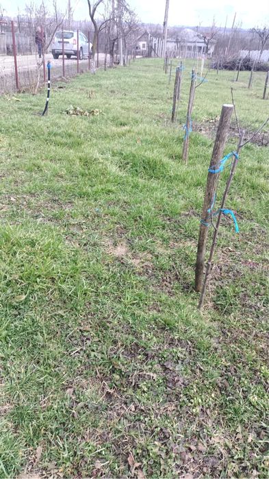 Vând Teren intravilan 607 m2