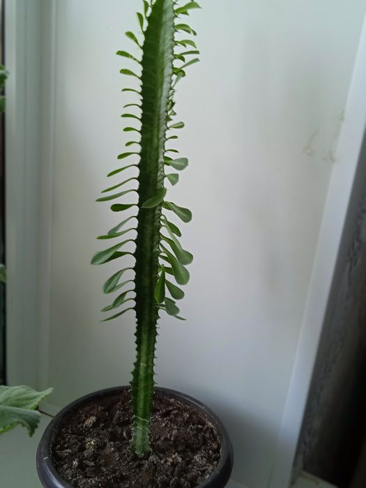 Комнатные цветы продам