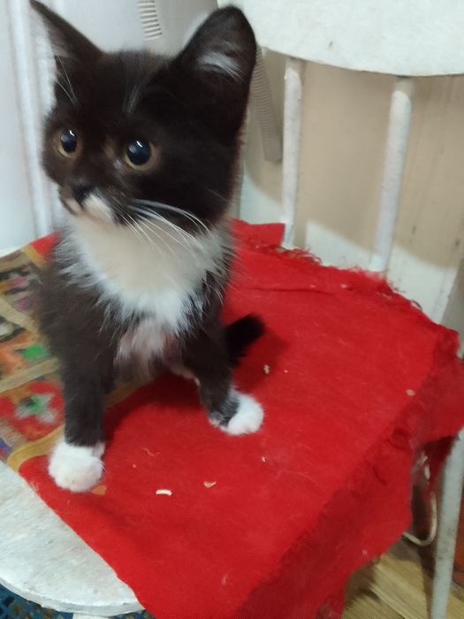 Отдам котят в хорошие руки