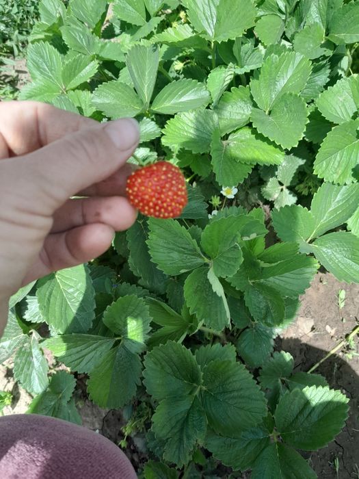 Продам саженцы клубники.