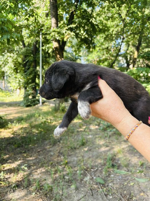 Щенки девочки и мальчики