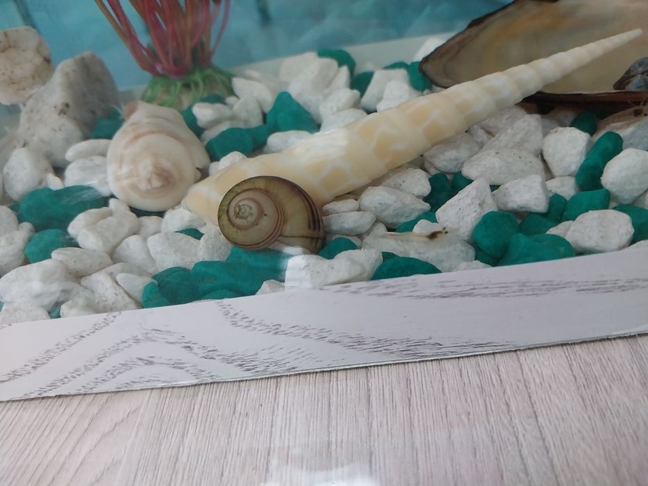 Аквариумные креветки