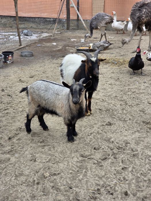 Capre pitice olandeze