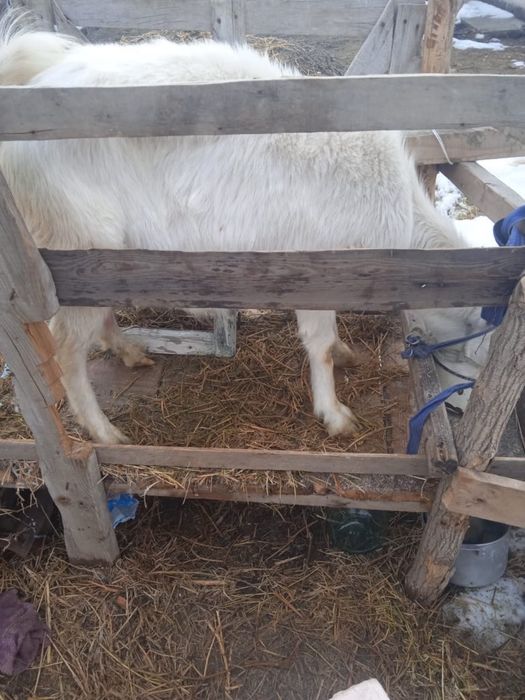 Продается коза с козленком, молочная