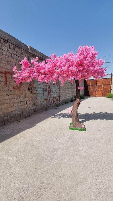 Дарахтлар йачаб берамиз заказга