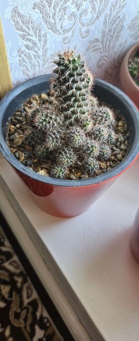 Xonaki gullar sotiladi.