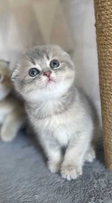 Продам породистых Шиншилл