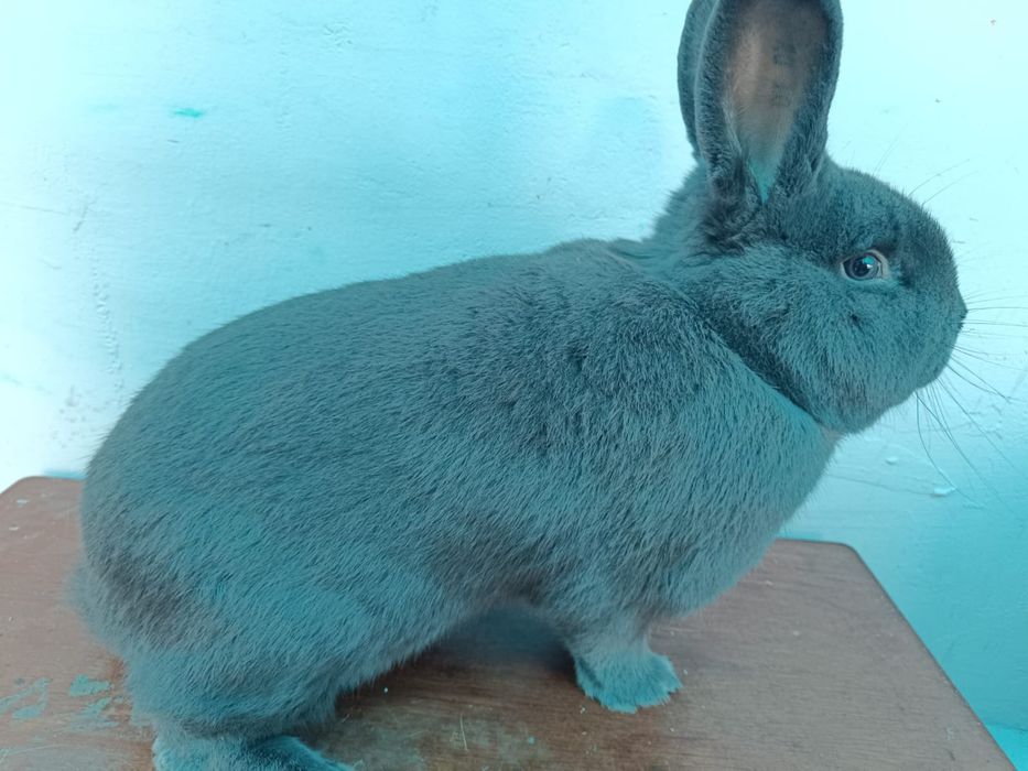 Vienez Albastru  mascul