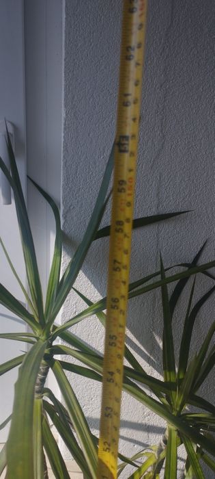 Голяма   палма драцена