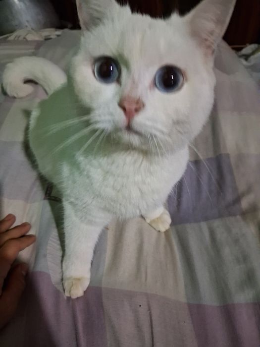 Oq rangli chiroyli mushuk sotiladi!
Sog‘lom, juda muloyim va o‘y