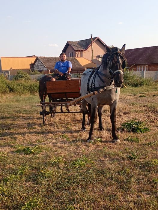 Vând mânză de 2 ani neschimbată din părinții grei  greutate  800,900