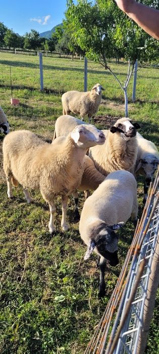 Oi de vanzare, ovine