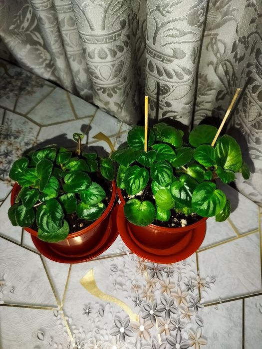 Фиалка Rob's Vanilla Trail