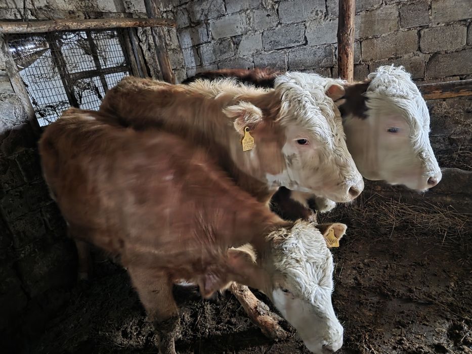 Бұқа ( быки) сатылады