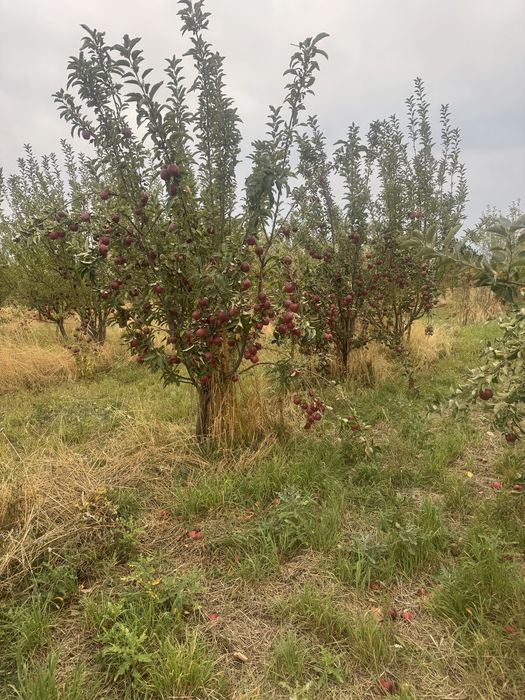 Продам яблоки в Талгаре