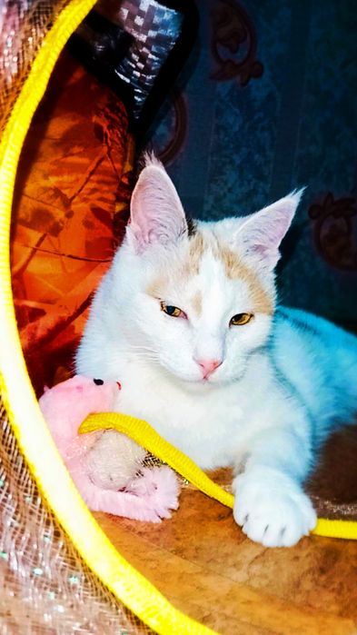 Снежана в добрые руки