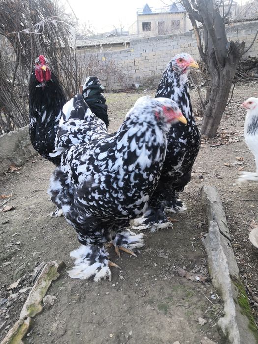 Продаю яйца брамы