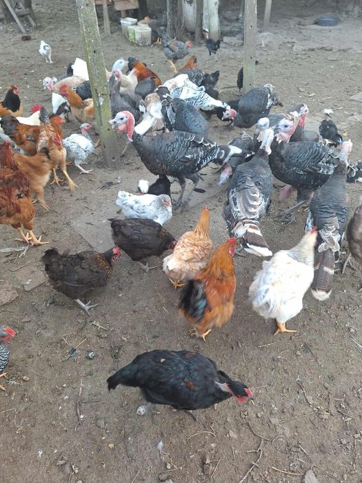 Продавам пуйки може и заклани и изчистени