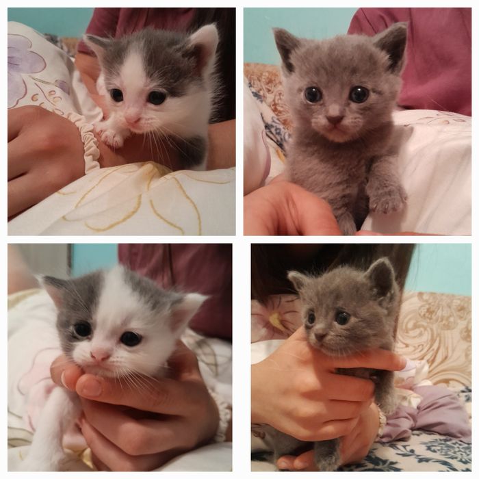 Отдадим котят в добрые руки