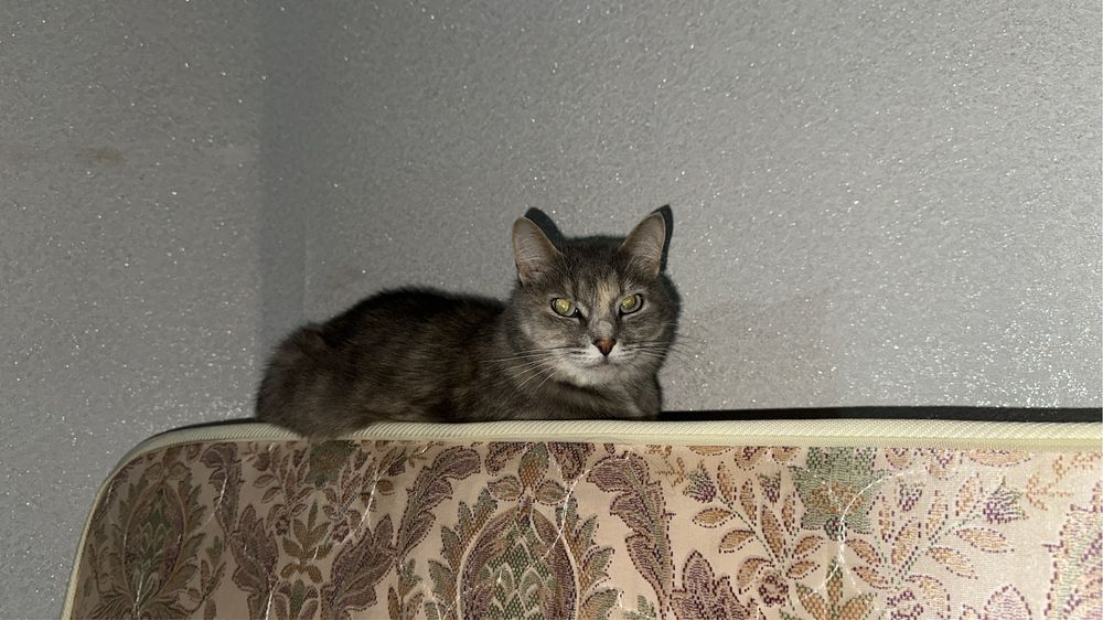 отдадим кошечку в добрые руки