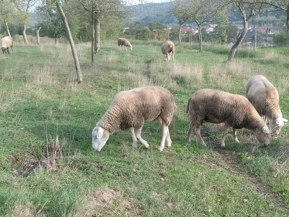 texel .oi .de carne.
