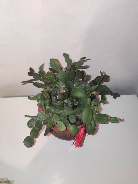 Каланхоэ цветущий, доллар и другие